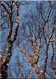 lighted tree 2