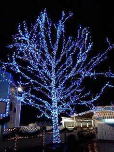 lighted tree 3