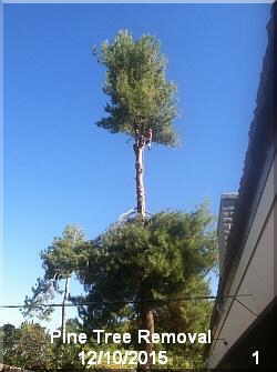 pine tree removal 1