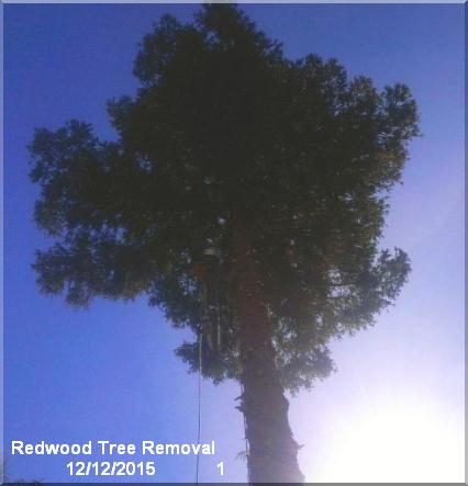redwood tree removal 1