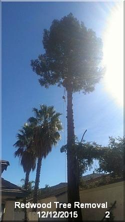 redwood tree removal 2