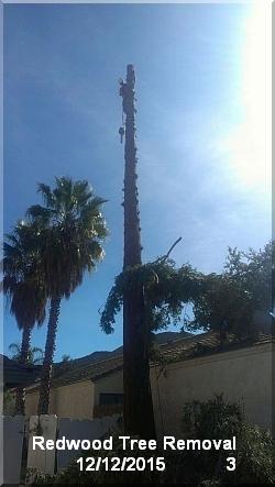 redwood tree removal 3